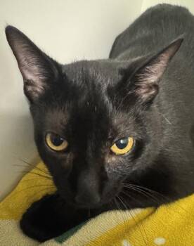 Neo -  Domestic Short Hair Cat for Adoption in Erin, Ontario - Neo | PetCurious