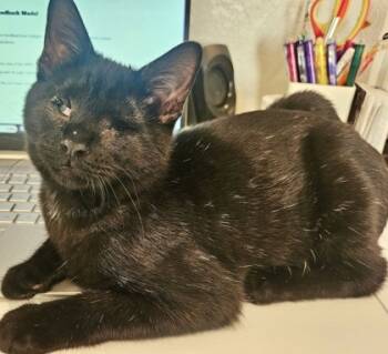 Rescue Domestic Short Hair Cats for Adoption in Fort Worth, Texas - Onyx (pre Adopt) | PetCurious