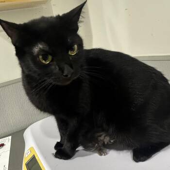 Domestic Short Hair Cats Available for Adoption in Tampa, Florida - Jessie | PetCurious