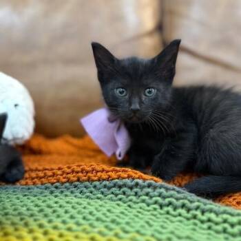 Bombay and Domestic Short Hair Cats Available for Adoption in Friendswood, Texas - Tinker Belle Bunny | PetCurious
