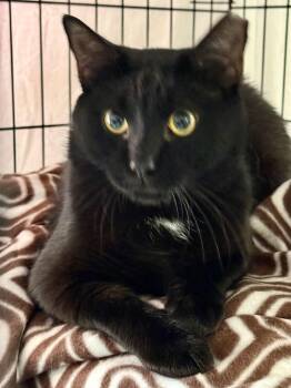 Binx -  Domestic Short Hair Cat for Adoption in Johnson City, Tennessee - Binx | PetCurious