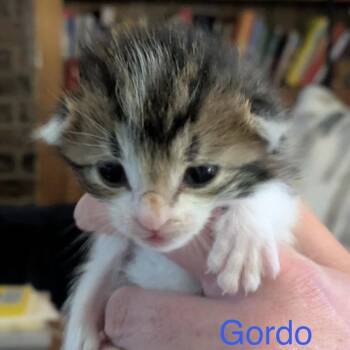 Domestic Short Hair Cats Available for Adoption in Spring Hill, Kansas - Gordo | PetCurious