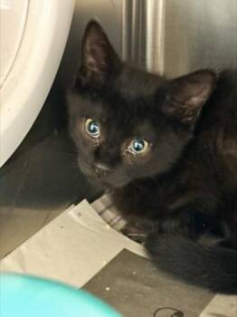Nick -  Domestic Short Hair Cat for Adoption in Morristown, New Jersey - Nick | PetCurious
