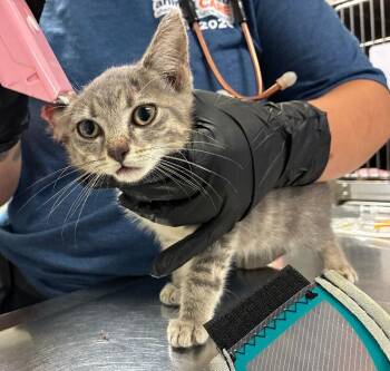 2 Cent -  Domestic Short Hair Cat for Adoption in Cincinnati, Ohio - 2 Cent | PetCurious