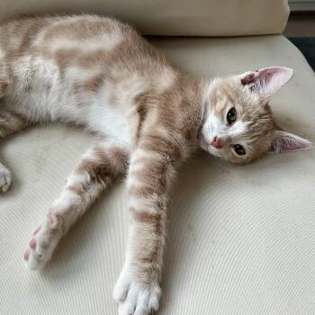 Domestic Short Hair Cats Available for Adoption in Richmond, Virginia - Junior Mint | PetCurious