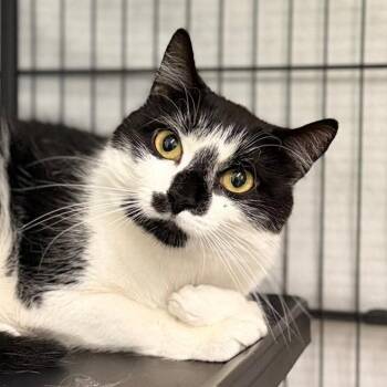 Tabor -  Domestic Short Hair Cat for Adoption in Pittsford, Vermont - Tabor | PetCurious
