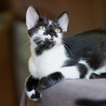 Frida -  Domestic Short Hair Cat for Adoption in Sonora, California - Frida | PetCurious