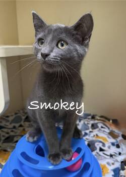 Smokey -  Domestic Short Hair Cat for Adoption in Pawleys Island, South Carolina - Smokey | PetCurious