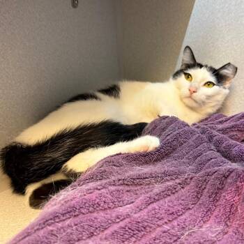 Teisha -  Domestic Short Hair Cat for Adoption in Pittsburgh, Pennsylvania - Teisha | PetCurious