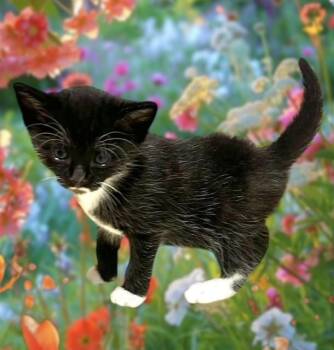 Rescue Domestic Short Hair Cats for Adoption in Delray Beach, Florida - Retro | PetCurious