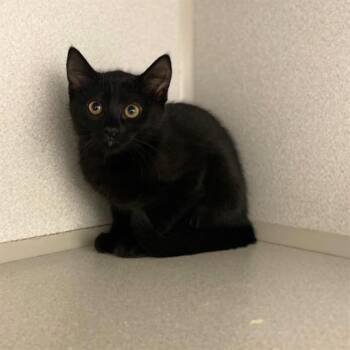 TIANA -  Domestic Short Hair Cat for Adoption in Aurora, Colorado - TIANA | PetCurious