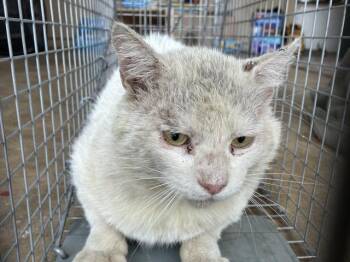 Domestic Short Hair Cats Available for Adoption in Rancho Cucamonga, California - KONOCTI 1 | PetCurious
