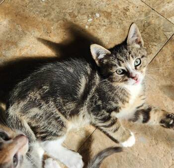 Tico -  Domestic Short Hair Cat for Adoption in Candler, North Carolina - Tico | PetCurious