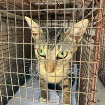 Domestic Short Hair Cats Available for Adoption in West Palm Beach, Florida - Perlah | PetCurious