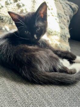 Domestic Short Hair Cats Available for Adoption in Greenville, Delaware - Honey, Willow Grove Area, (FCID 05/06/2026-135) | PetCurious