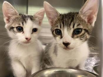 DESI -  Domestic Short Hair Cat for Adoption in Tustin, California - DESI | PetCurious
