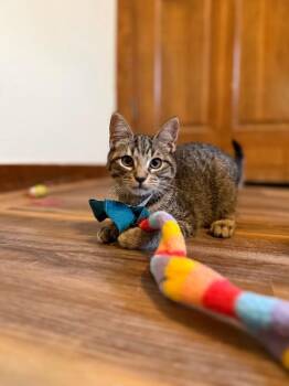 Tabby and Domestic Short Hair Cats Available for Adoption in Friendswood, Texas - Ernie Muppet | PetCurious