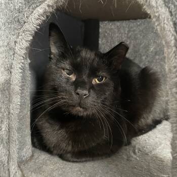 Rescue Domestic Short Hair Cats for Adoption in Gibsonia, Pennsylvania - Suomi | PetCurious