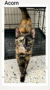 Acorn -  Domestic Short Hair Cat for Adoption in Caistor Centre, Ontario - Acorn | PetCurious
