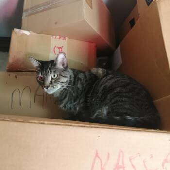 Casper - Bonded with Spook! -  American Shorthair Cat for Adoption in Bristol, Indiana - Casper - Bonded With Spook! | PetCurious