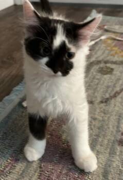 Ollie Lee -  Domestic Long Hair Cat for Adoption in Poplar Grove, Illinois - Ollie Lee | PetCurious