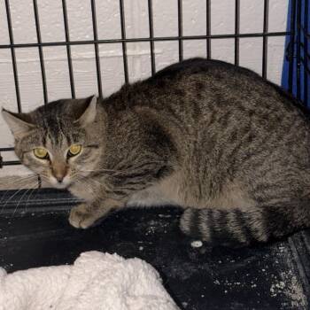 Beetlejuice- Barn Cat -  Domestic Short Hair Cat for Adoption in Waterloo, Iowa - Beetlejuice- Barn Cat | PetCurious