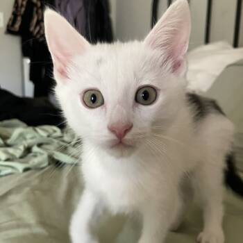 Rescue Domestic Short Hair Cats for Adoption in Los Angeles, California - Riot | PetCurious