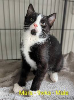 Mars -  Domestic Short Hair Cat for Adoption in Seven Valleys, Pennsylvania - Mars | PetCurious