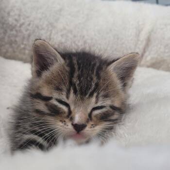 Domestic Short Hair Cats Available for Adoption in Duncan, Oklahoma - Luke Combs | PetCurious