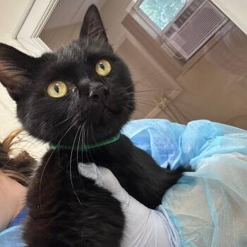 Magic -  Domestic Short Hair Cat for Adoption in Pekin, Illinois - Magic | PetCurious