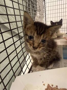 A2479658 -  Domestic Short Hair Cat for Adoption in Fort Lauderdale, Florida - A2479658 | PetCurious