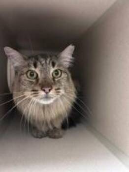 Parker -  Domestic Long Hair Cat for Adoption in Steamboat Springs, Colorado - Parker | PetCurious