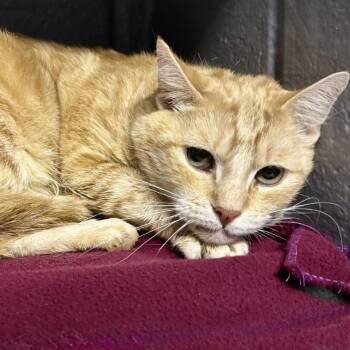 Domestic Short Hair Cats Available for Adoption - Skittles | PetCurious