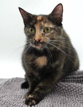 Amore -  Domestic Short Hair Cat for Adoption in Bowling Green, Kentucky - Amore | PetCurious