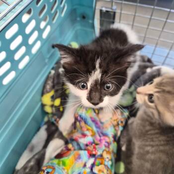 Domestic Short Hair Cats Available for Adoption in Montgomery, Alabama - Spot | PetCurious