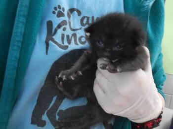 MILKY WAY MIDNIGHT -  Domestic Short Hair Cat for Adoption in Omaha, Nebraska - MILKY WAY MIDNIGHT | PetCurious