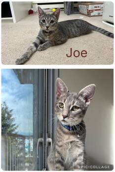 Joe 2 -  Tabby Cat for Adoption in Burnaby, British Columbia - Joe 2 | PetCurious