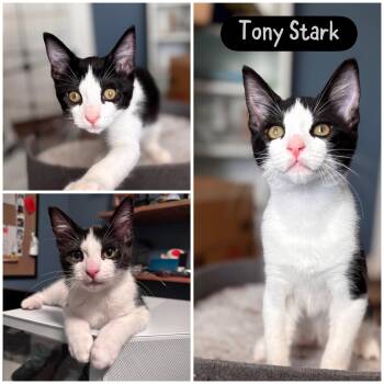 Tony Stark -  Domestic Short Hair Cat for Adoption in Vacaville, California - Tony Stark | PetCurious