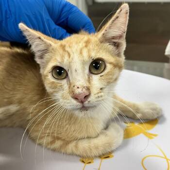 KitKat -  Domestic Short Hair Cat for Adoption in Las Cruces, New Mexico - KitKat | PetCurious