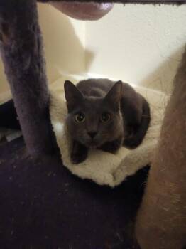 Russian Blue and Domestic Short Hair Cats Available for Adoption in San Antonio, Texas - Zelda | PetCurious