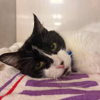 Moscow Mule -  Domestic Short Hair Cat for Adoption in Fairport, New York - Moscow Mule | PetCurious