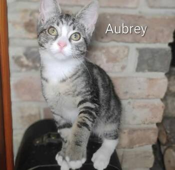 Aubrey -  Domestic Short Hair Cat for Adoption in Groveland, Massachusetts - Aubrey | PetCurious
