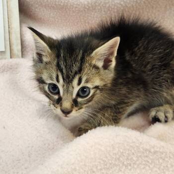 Domestic Short Hair Cats Available for Adoption in Brighton, Missouri - Kristoff | PetCurious