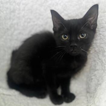 June -  Domestic Short Hair Cat for Adoption in Brownsboro, Alabama - June | PetCurious