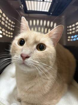 Prince -  Domestic Short Hair Cat for Adoption in Honolulu, Hawaii - Prince | PetCurious