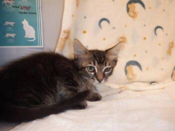 A1410273 -  Domestic Short Hair Cat for Adoption in San Jose, California - A1410273 | PetCurious
