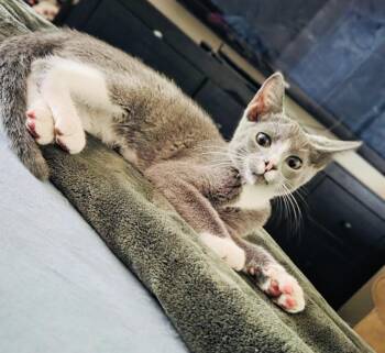 Aries -  American Shorthair Cat for Adoption in Arlington, Texas - Aries | PetCurious
