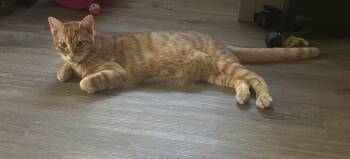 Rescue Domestic Short Hair Cats for Adoption in Hammond, Louisiana - Scout | PetCurious