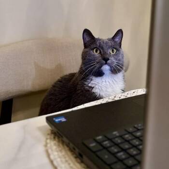 Domestic Short Hair Cats Available for Adoption in Raleigh, North Carolina - Gandalf | PetCurious