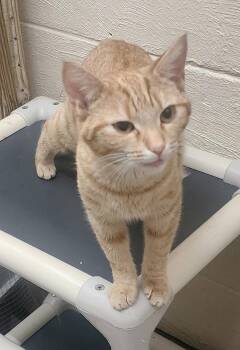260381  Carol Jean -  Domestic Short Hair Cat for Adoption in Wetumpka, Alabama - 260381  Carol Jean | PetCurious